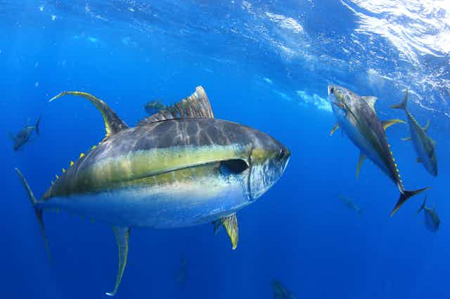Climate change is causing tuna to migrate, which could spell catastrophe  for the small islands that depend on them