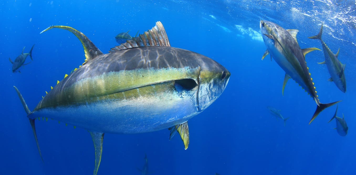 Желтопёрый тунец Thunnus Albacares