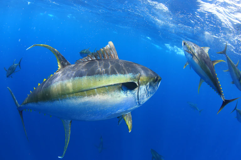 Big fish swimming in the ocean