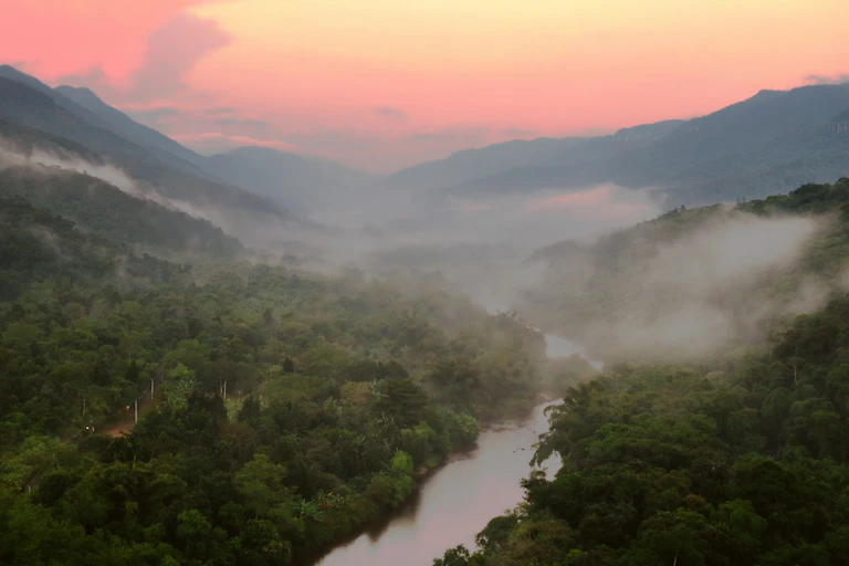 A misty tropical forest scene at dawn.