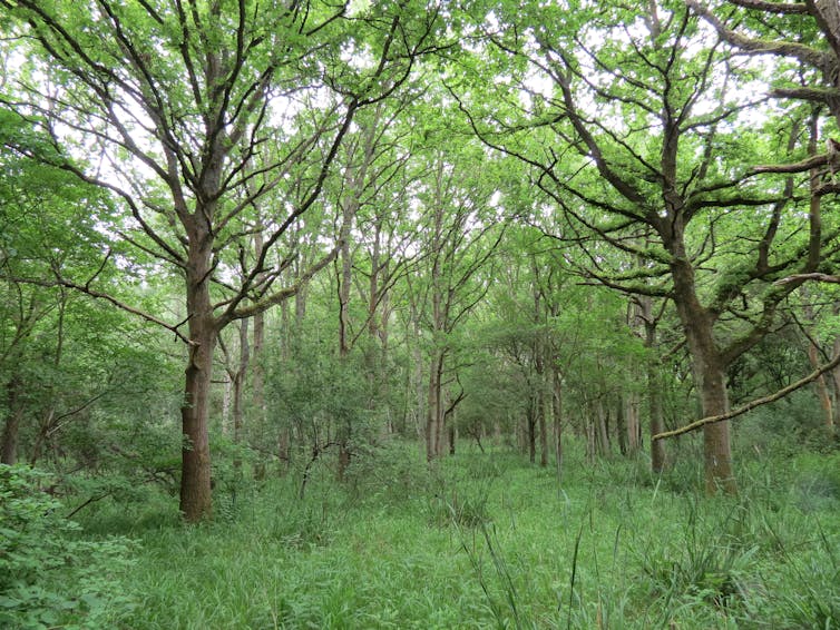 A woodland scene with trees and green understorey.