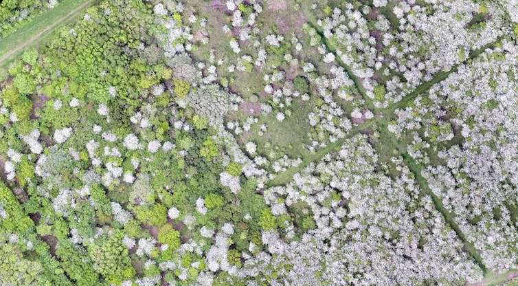 An aerial view of new woodland.