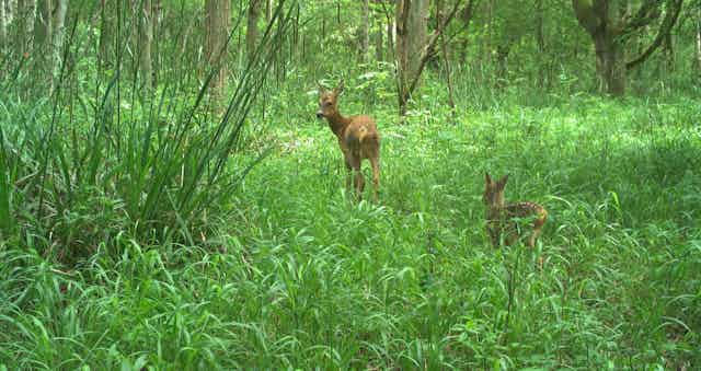A deer and a foal surrounded by woodland vegetation.