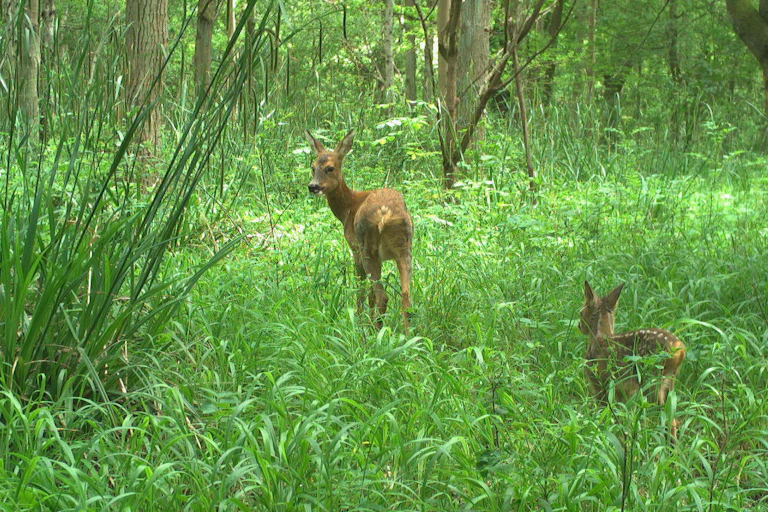 A deer and a foal surrounded by woodland vegetation.