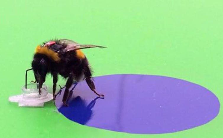 How a bee sees: tiny bumps on flower petals give them their intense colour — and help them survive