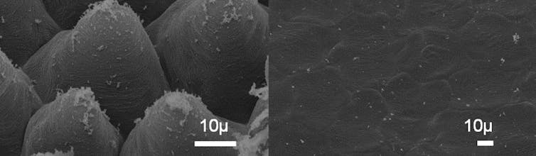 How a bee sees: tiny bumps on flower petals give them their intense colour — and help them survive