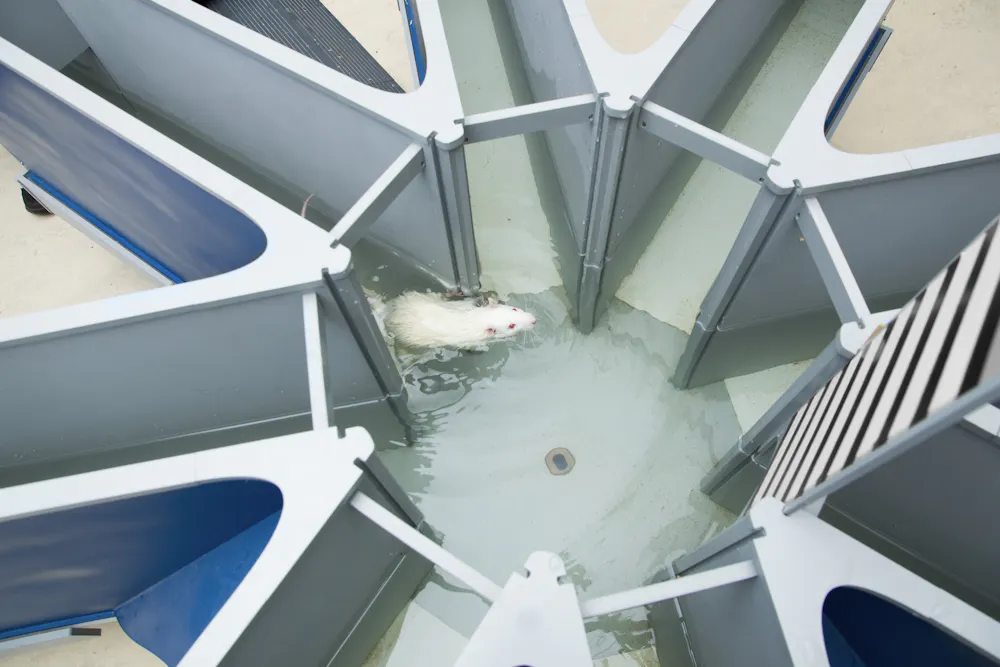 Rat Pool Inflation Swimming gives your brain a boost – but scientists don’t know yet why ...