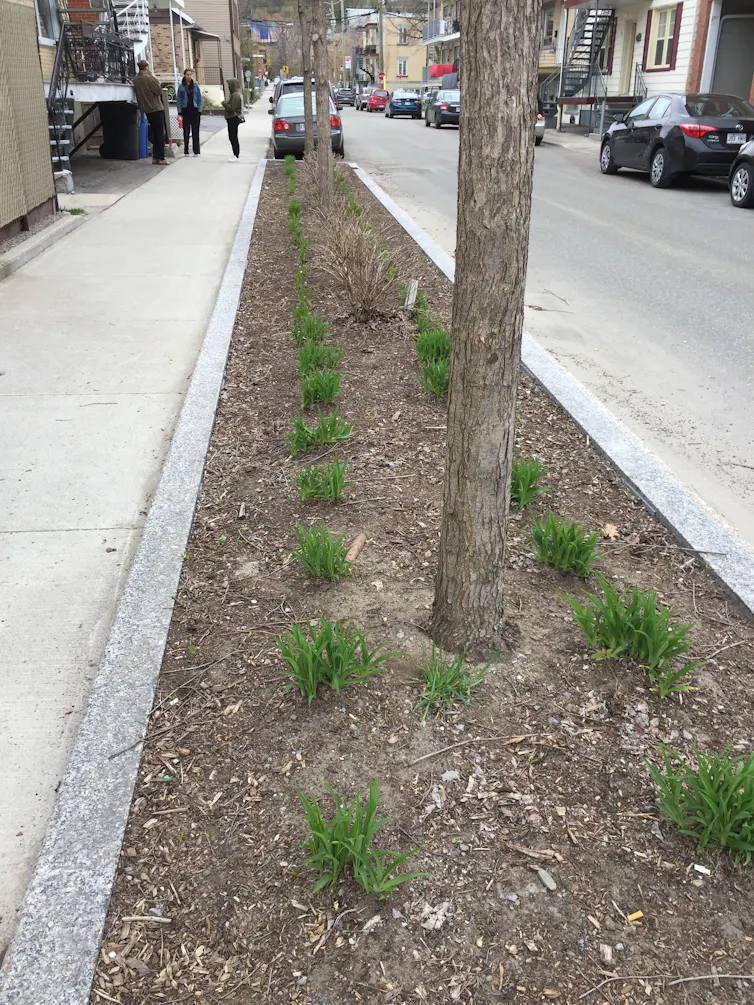 une bande de terre avec des plantations dans une rue en ville