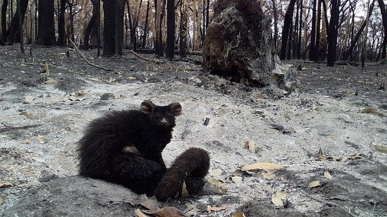 since they were listed as 'vulnerable' we’ve destroyed more of their habitat