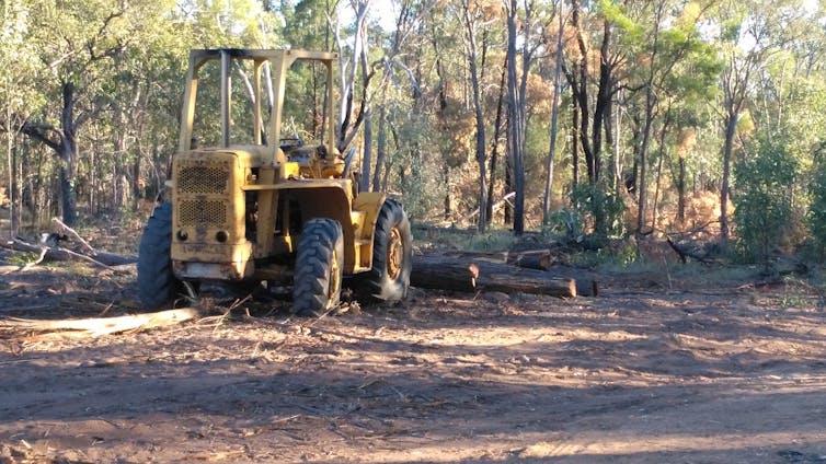 Australia has failed greater gliders: since they were listed as 'vulnerable' we’ve destroyed more of their habitat