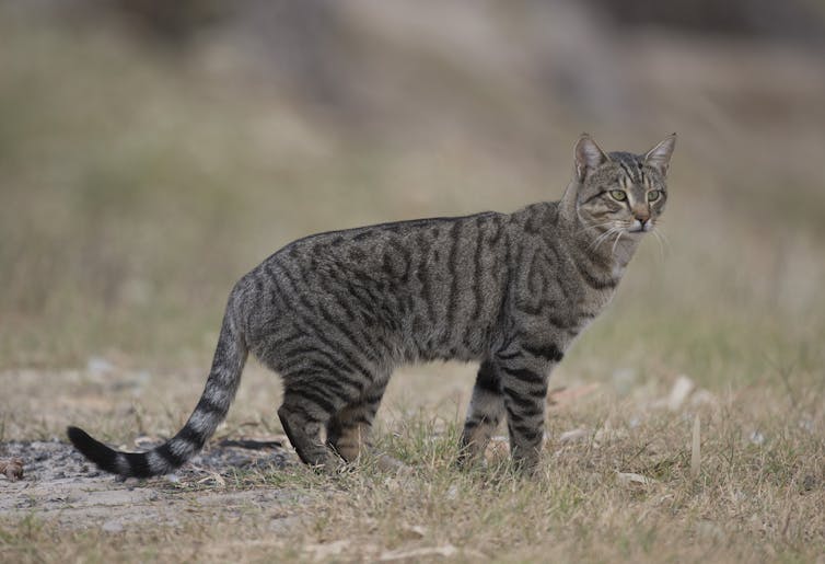 Pest plants and animals cost Australia around $25 billion a year – and it will get worse