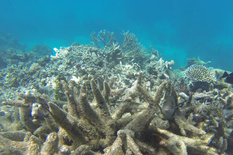 Bleached coral