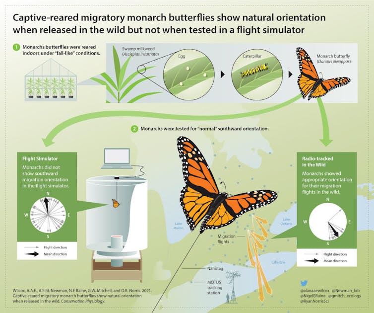 an infographic showing the results of the experiment — monarchs released in the wild could re-orient themselves