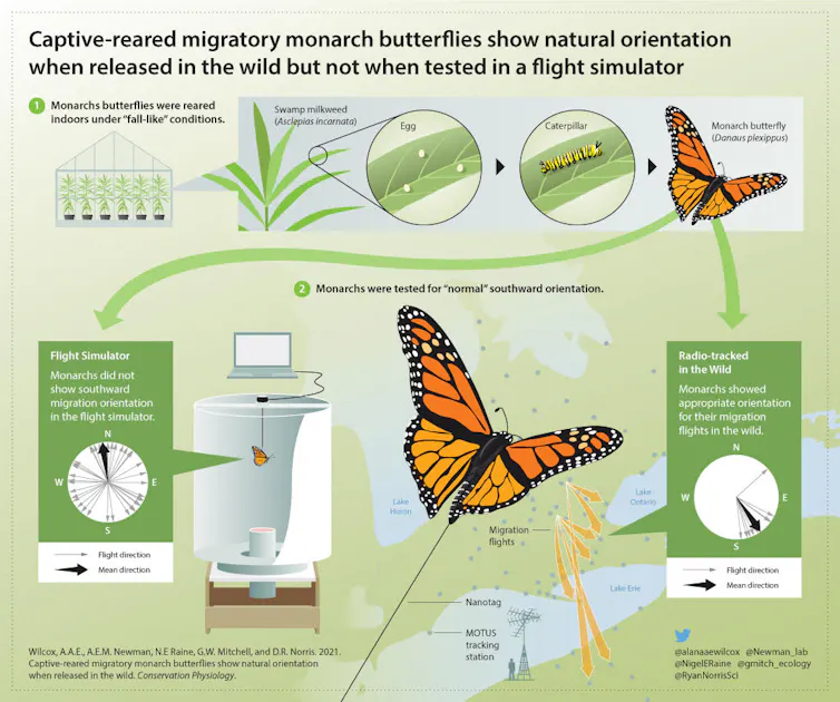 an infographic showing the results of the experiment — monarchs released in the wild could re-orient themselves