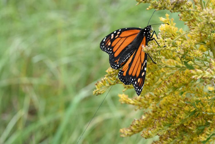 Monarch butterfly with a radio-tracking tag