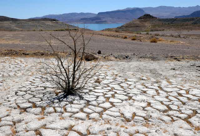 Un lago seco con una planta muerta y un cuerpo de agua en la distancia