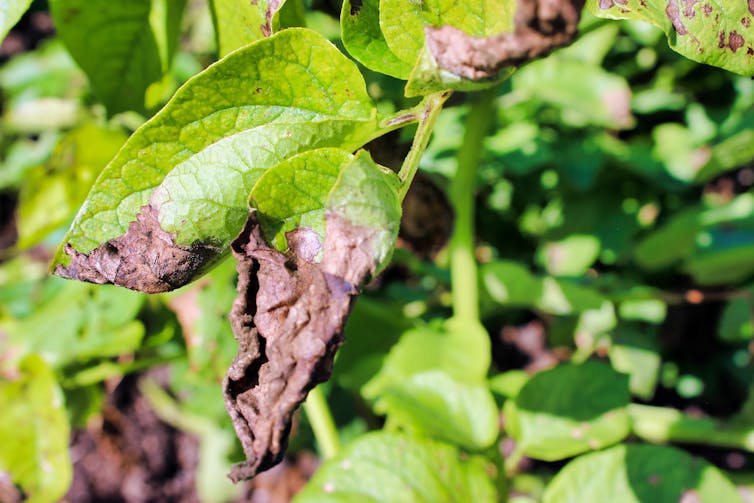 Pest plants and animals cost Australia around $25 billion a year – and it will get worse