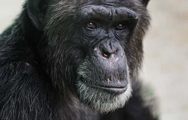 Close-up of a chimpanzee's face looking pensive. 