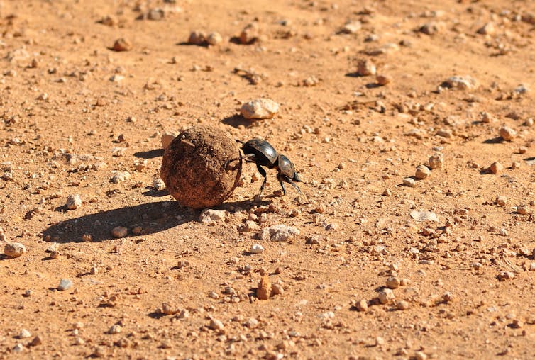 How do Olympic athletes stack up against invertebrates? Not very well