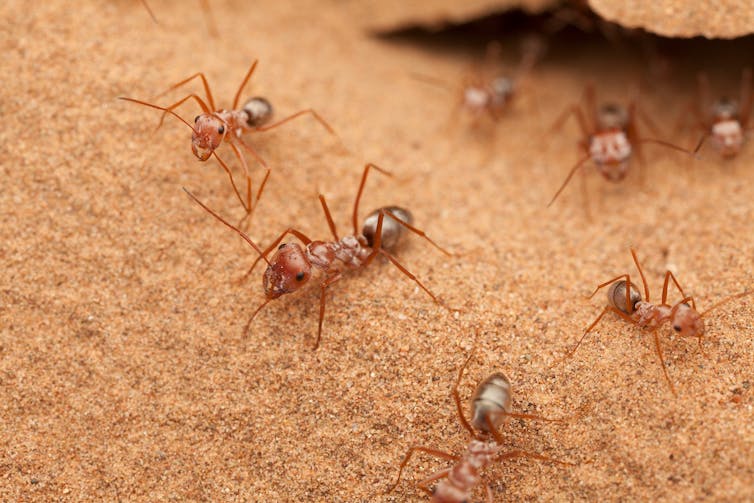 How do Olympic athletes stack up against invertebrates? Not very well