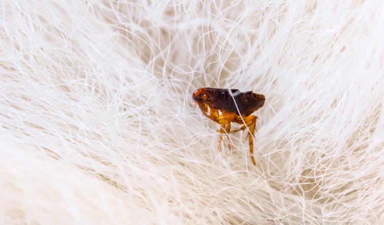 How do Olympic athletes stack up against invertebrates? Not very well