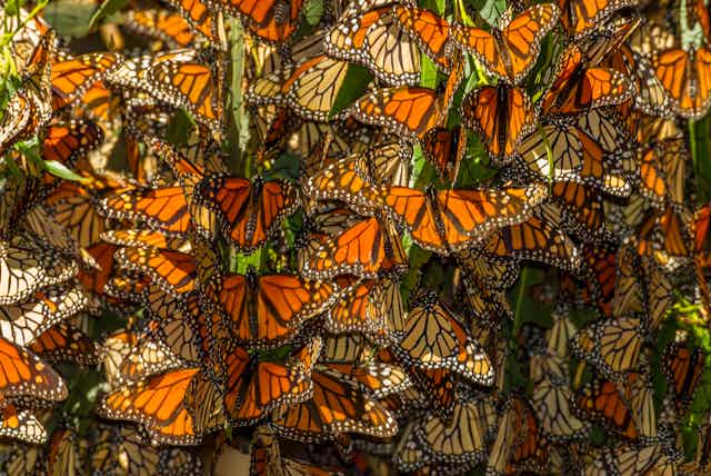 The leaves of a tree are covered by monarch butterflies