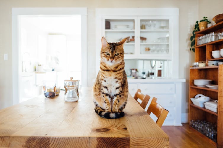 Cat sitting on dining room table