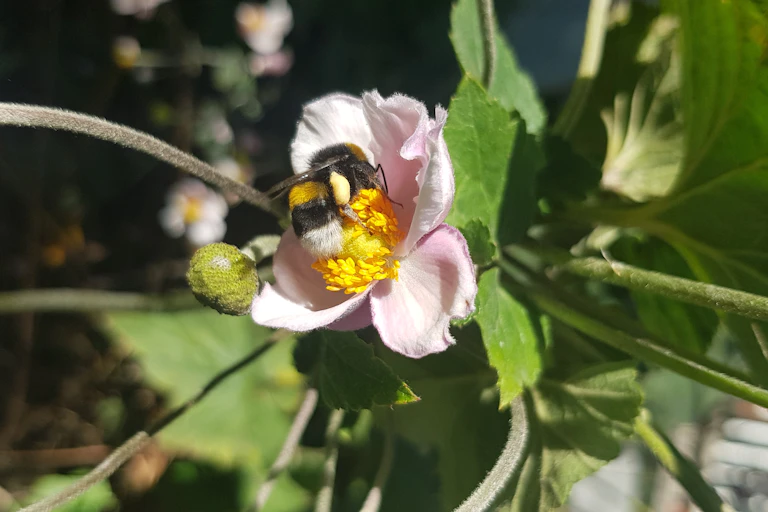 Bumblebee sits on a pink flower