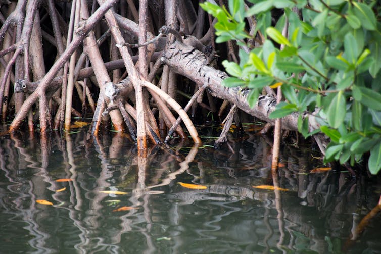 A closeup shot of mangrove roots at the waterline