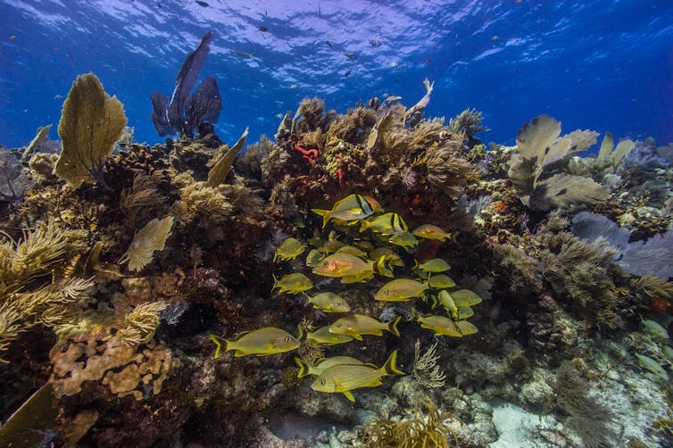 Fish swim through the sea plants growing on a coral reef.