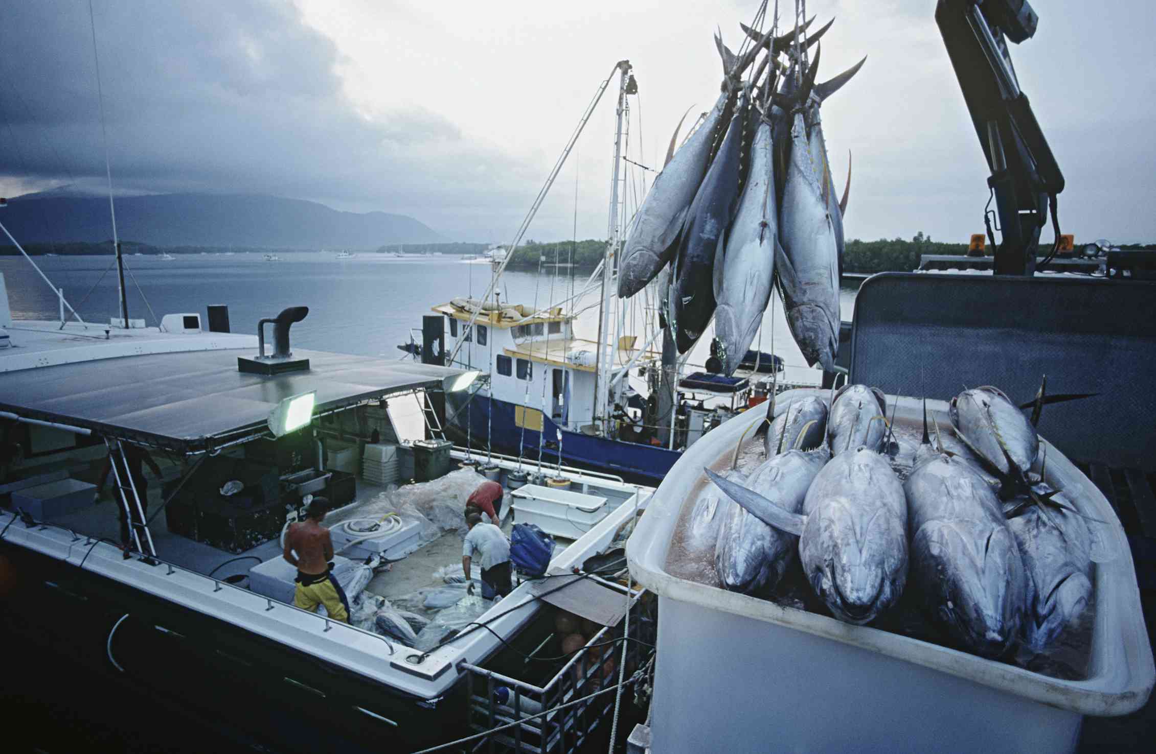 Морской промысел это. Добыча рыбы. Современное рыболовство. Промысел рыбы. Промысловое рыболовство.