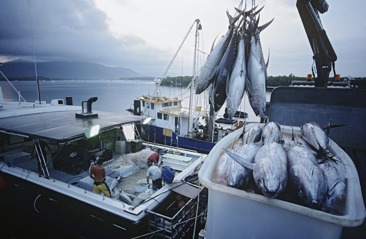 Large tuna fish on the back of a fishing boat