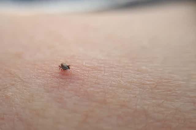 Cómo evitamos que las garrapatas se nos enganchen y transmitan enfermedades?