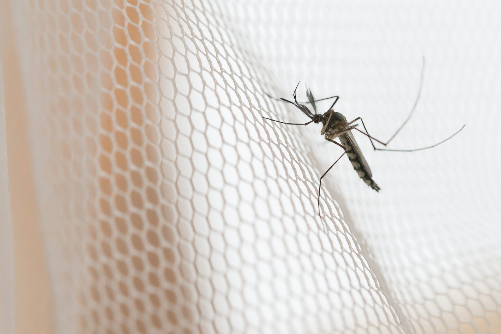 mosquitoes transmit disease