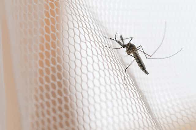 mosquito en mosquitera.