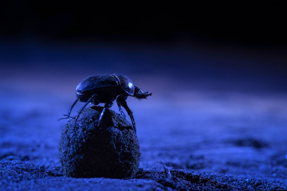 A fairly large beetle that looks almost armoured is pictured in shades of blue and purple atop a sizeable ball of dung.