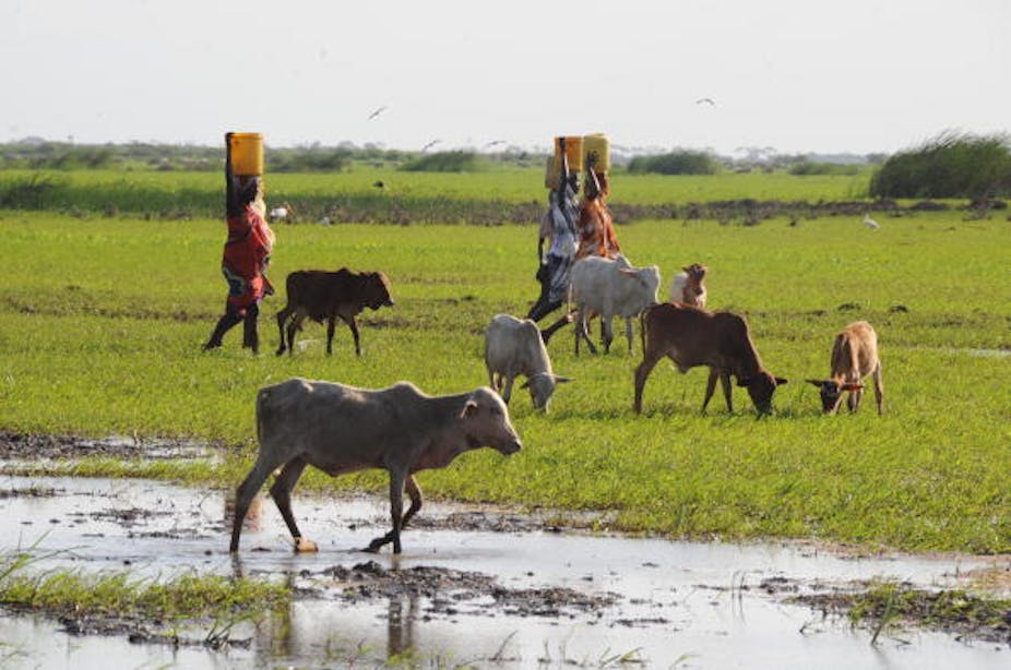 Women walk past cattle in a field, carrying buckets on their heads