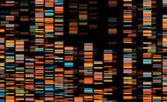 DNA visualisation with coloured bars