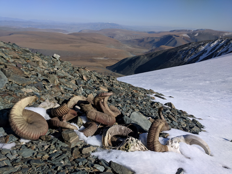 a pile of sheep skulls and horns on stones at the edge of the ice