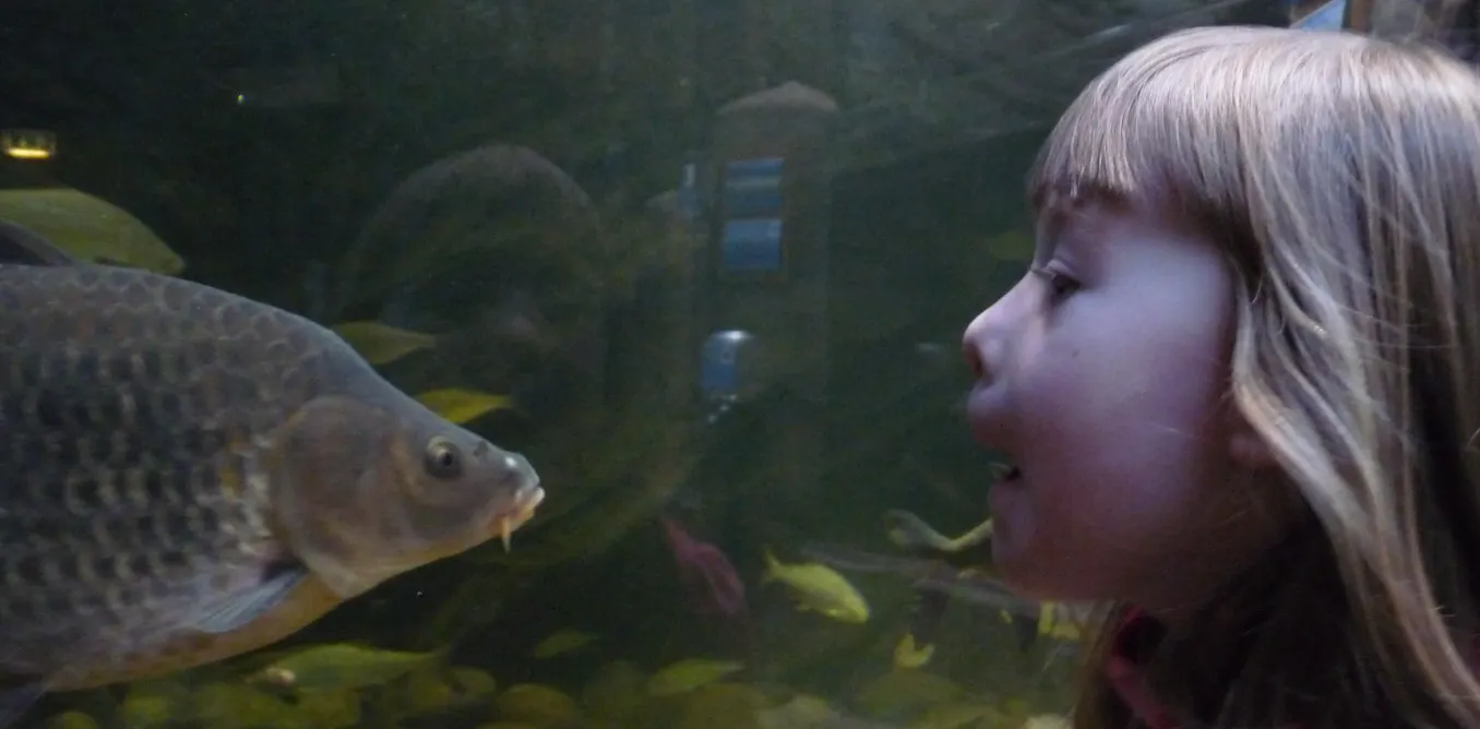Hello Fish Face Hello fish face – a fossil fish reveals the origins of the face