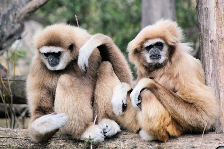 Two gibbons, just chilling.
