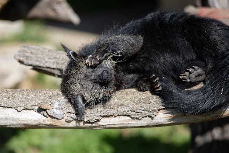 A binturong having a nap, for a little treat.