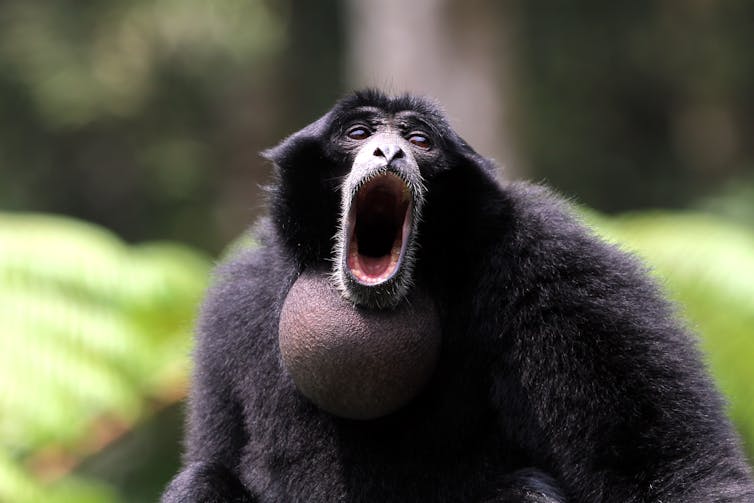 This siamang is giving a very big yell.