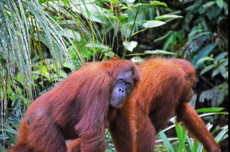 Two orangutans, on a walk.