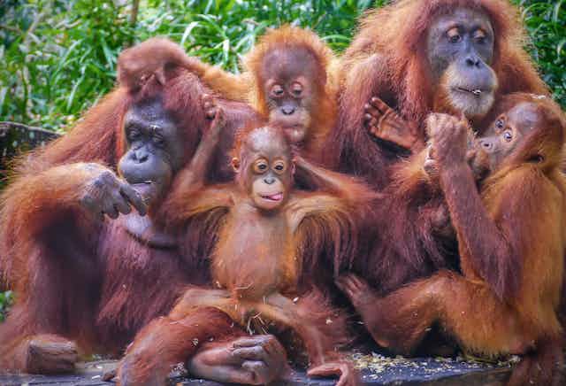 Orangutan family portrait 