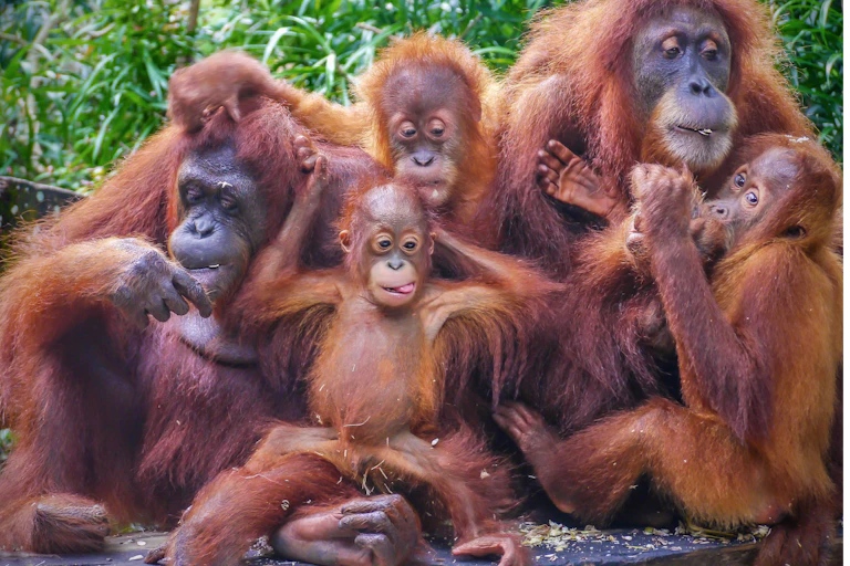 Orangutan family portrait