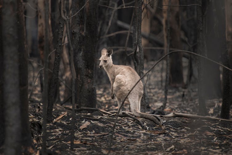 A kangaroo in burnt bushland