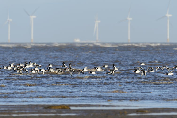 A flock of seabirds fly low over the sea with wind turbines in the background.