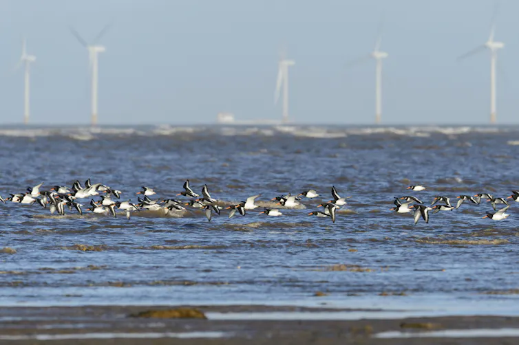 A flock of seabirds fly low over the sea with wind turbines in the background.