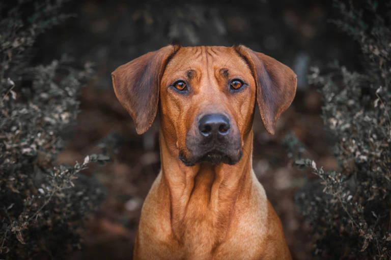 Dogs in the city: on the scent of Zimbabwe’s urban history